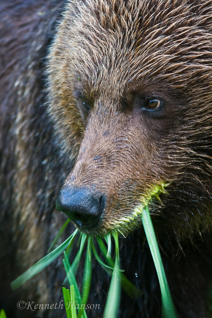 Khutzeymateen Grizzly Bear Sanctuary, BC