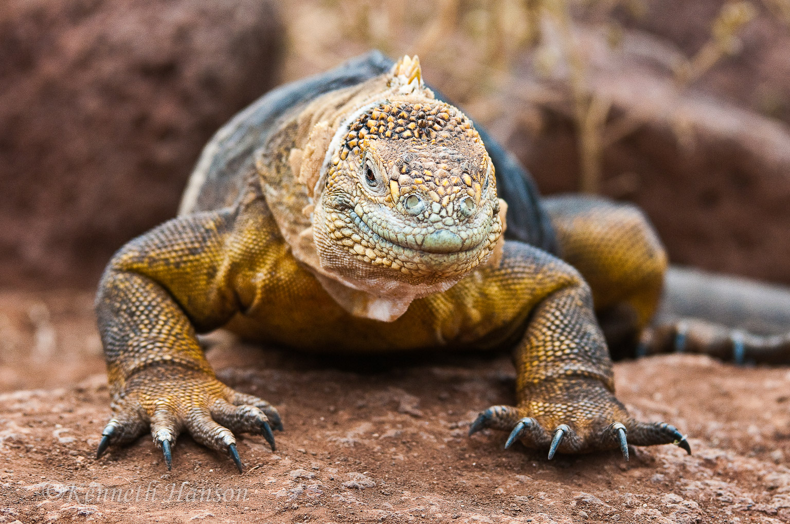 North Seymour Island, Galapagos