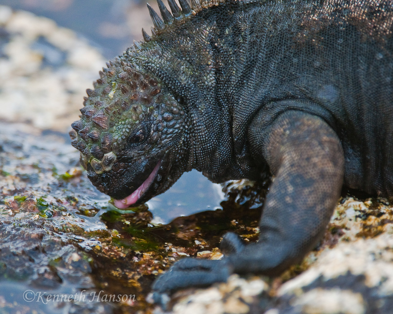 Santiago Island, Galapagos