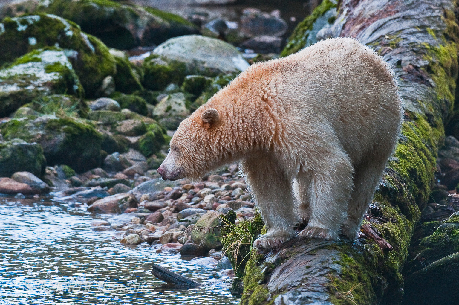 Gribbell Island, BC