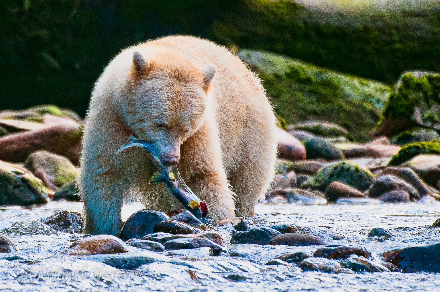 Gribbell Island, BC