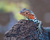 Bartolome Island, Galapagos