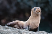 Santiago Island, Galapagos