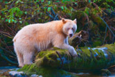 Gribbell Island, BC