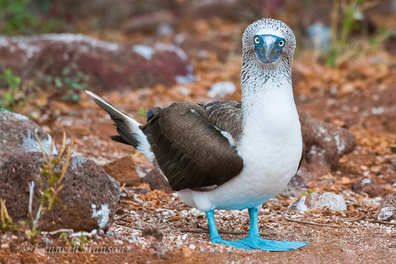 North Seymour Island, Galapagos