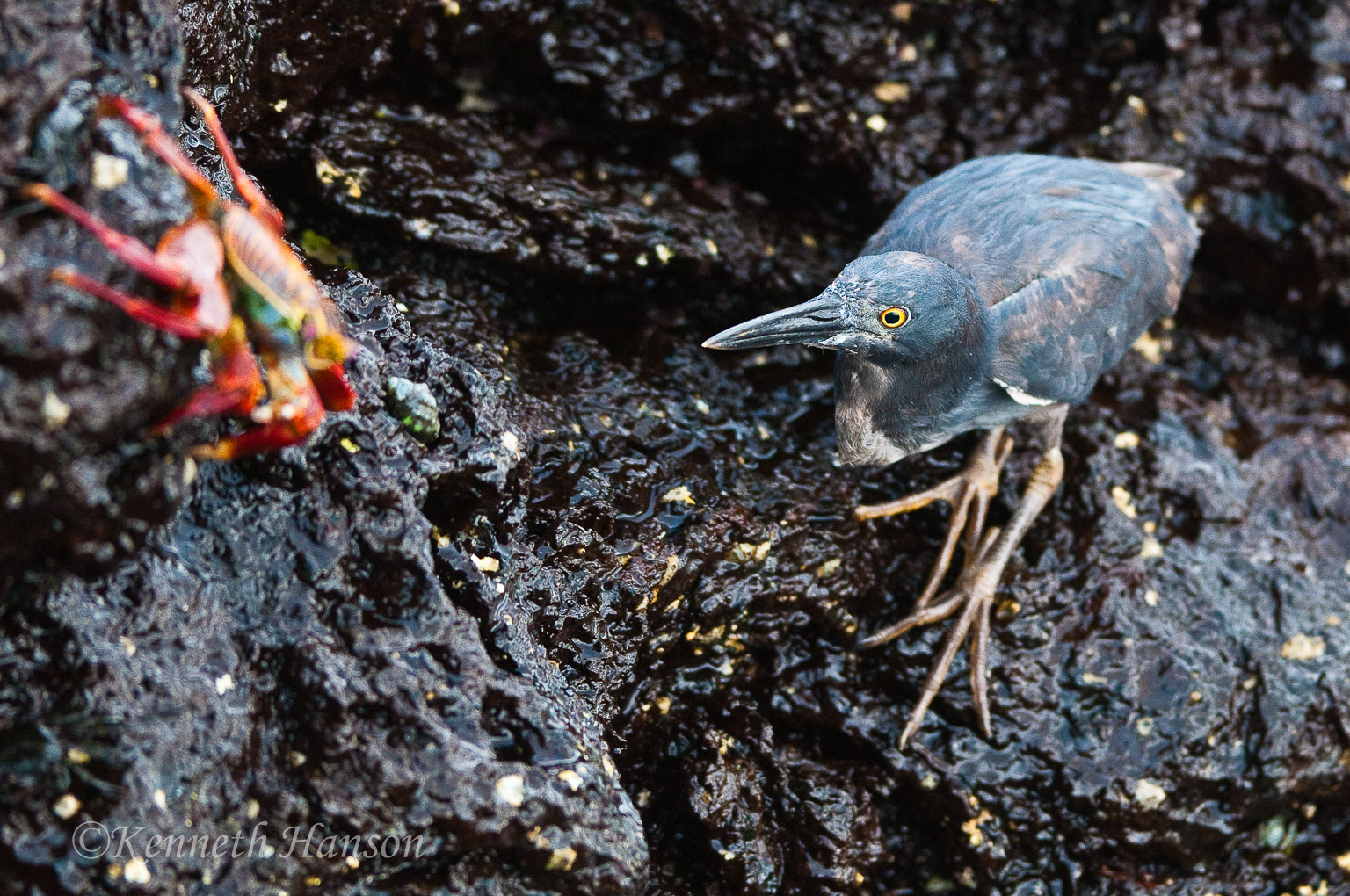 Santiago Island, Galapagos