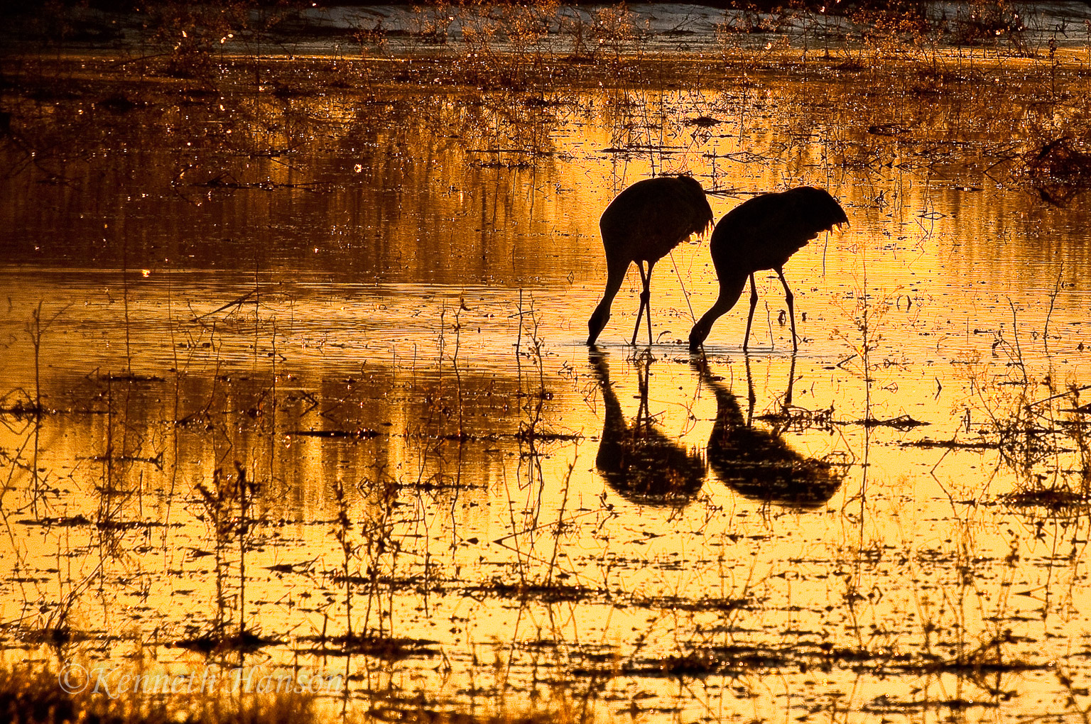 Bosque del Apache NWR, NM