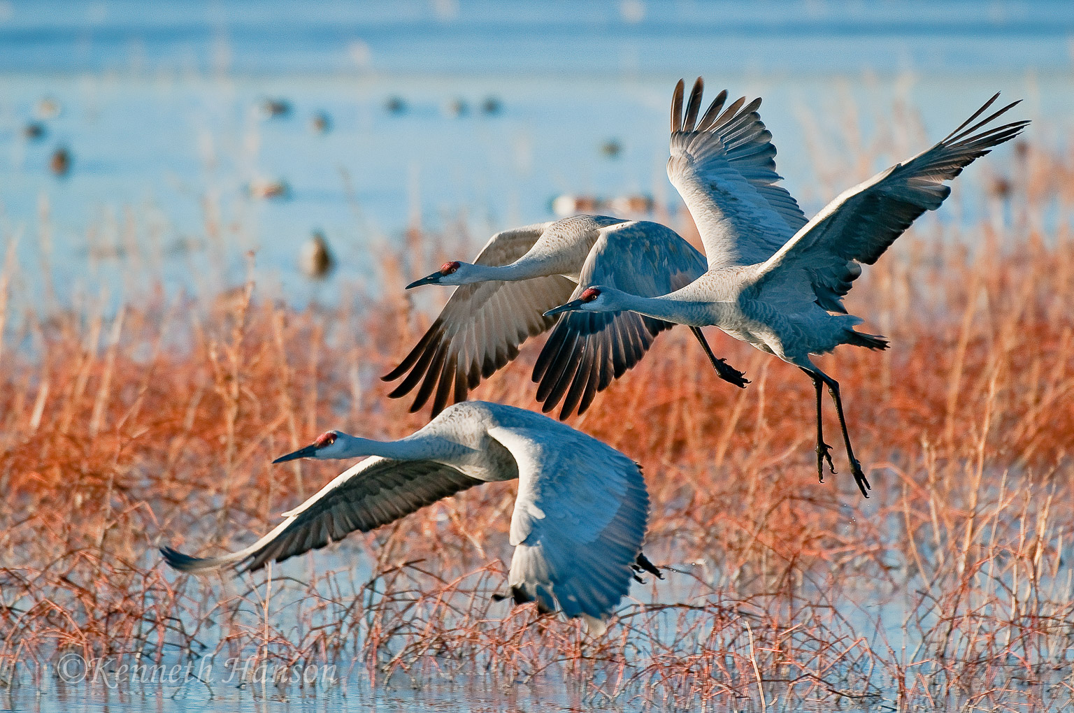 Bosque del Apache NWR, NM