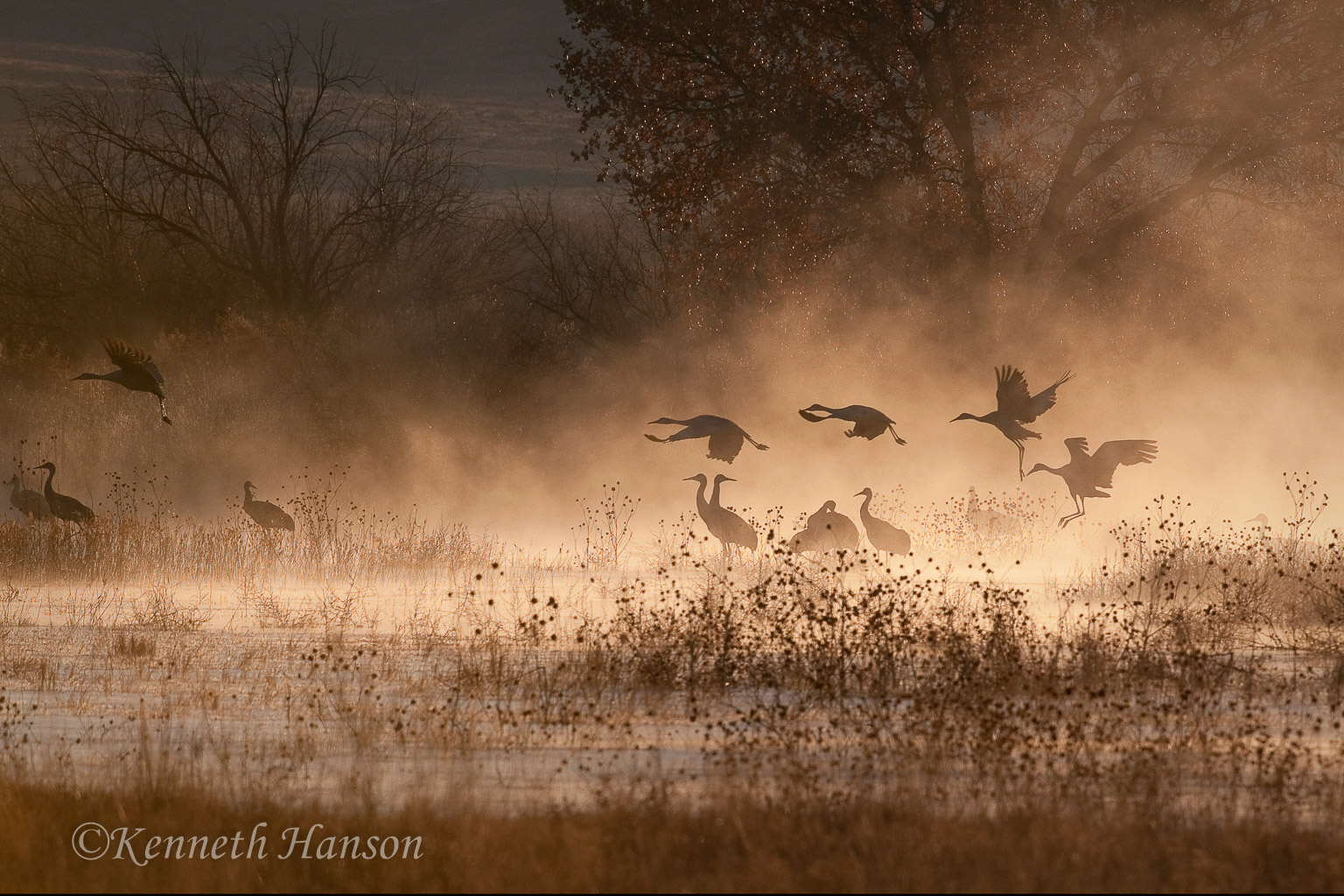 Bosque del Apache NWR, NM