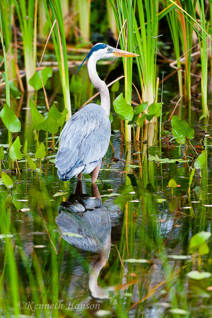 Aransus NWR, TX