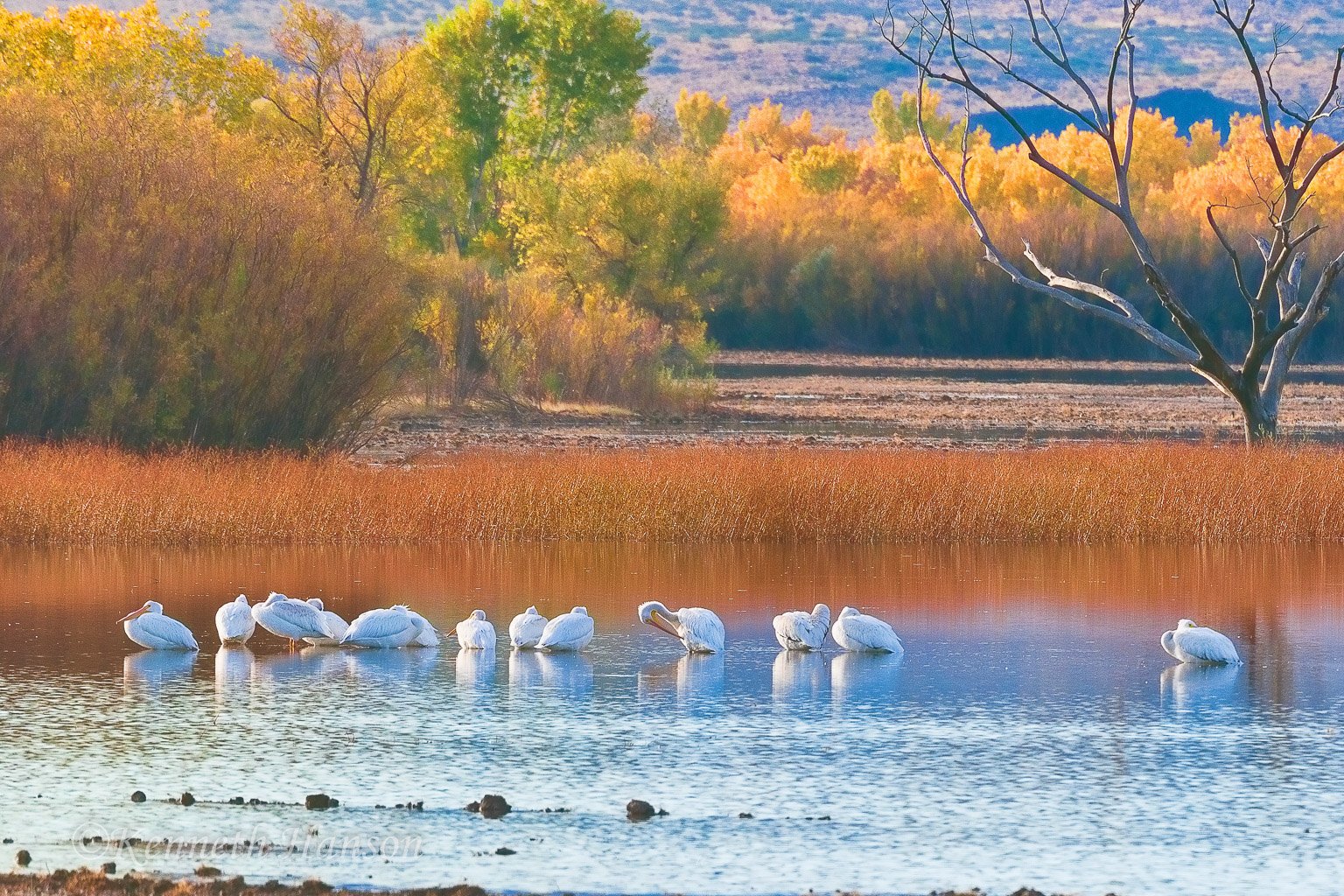 Bosque del Apache, NM