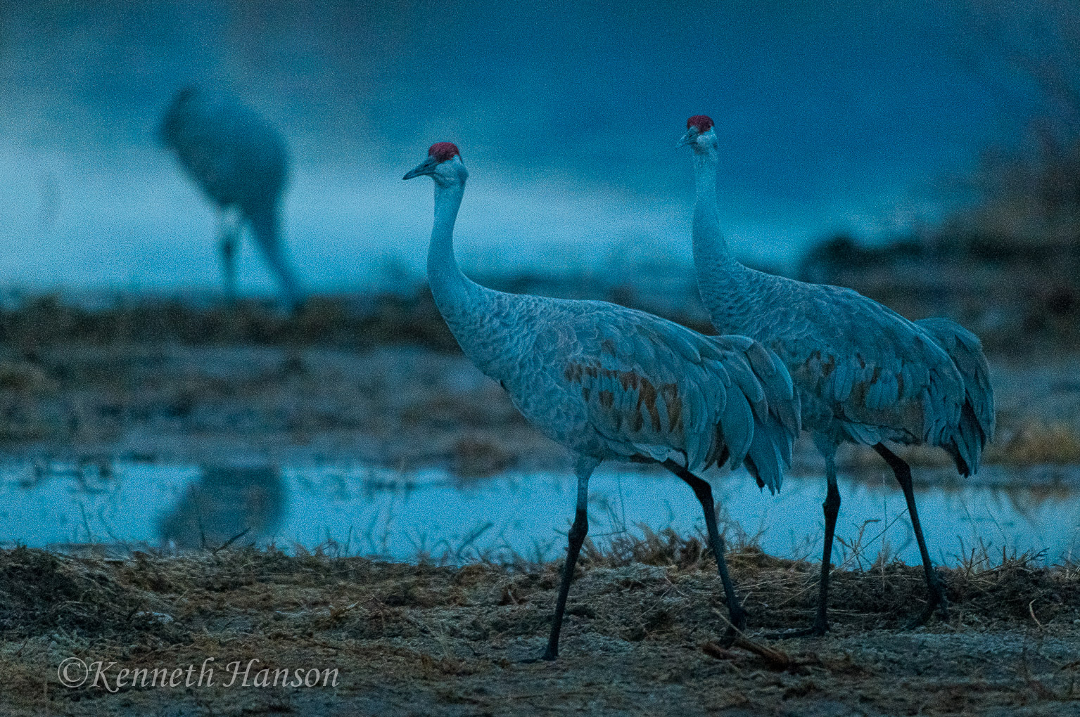 Sandhills taking predawn stroll, Bosque del Apache, NM