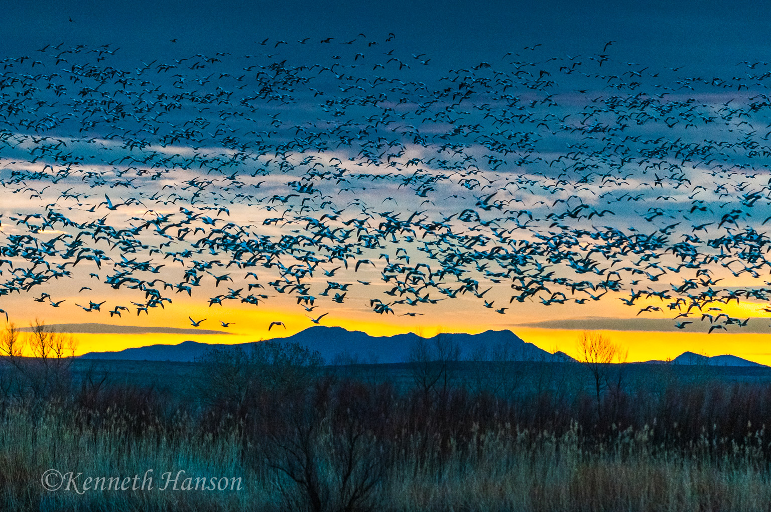 Bosque del Apache, NM