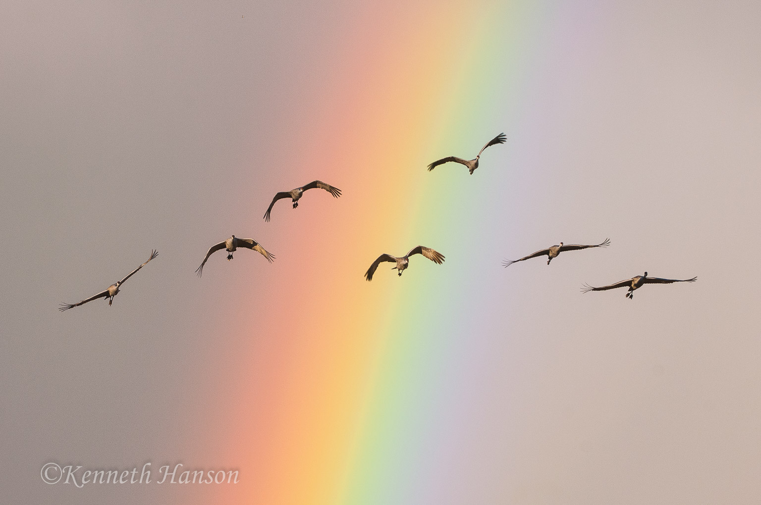 Bosque del Apache NWR, NM