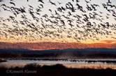 Bosque del Apache NWR, NM