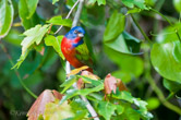 Corkscrew Swamp Sanctuary, FL; painted bunting