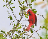 Laguna Atascosa NRW, TX