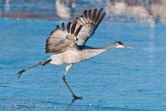 Bosque del Apache NWR, NM