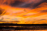 Bosque del Apache NWR, NM