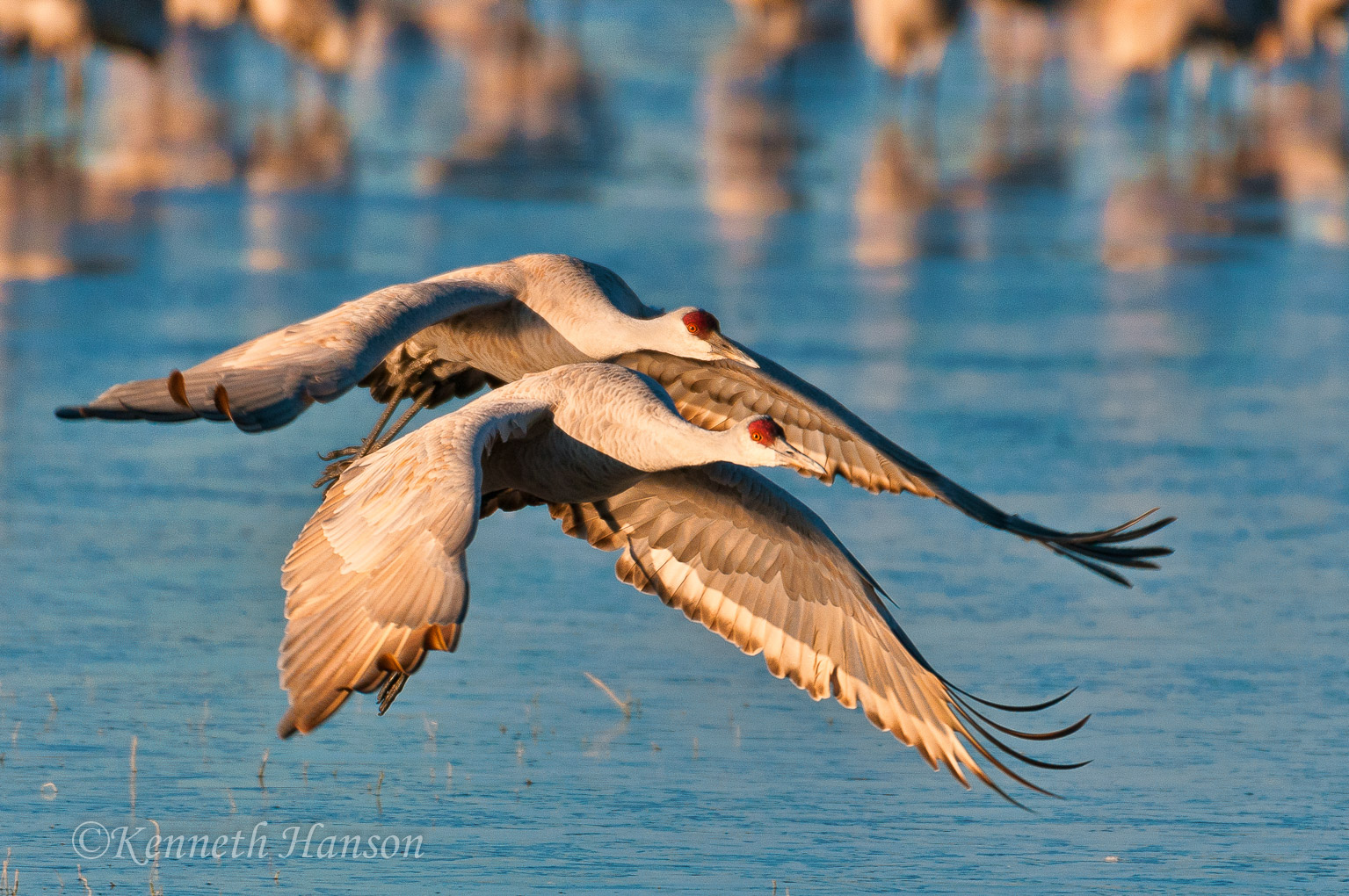 Two sandhill cranes taking off after sunrise, Bosque del Apache NWR, NM