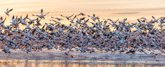 Bosque del Apache NWR, NM