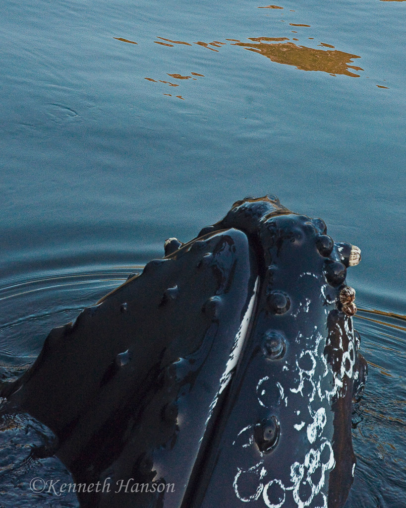 Great Bear Rainforest