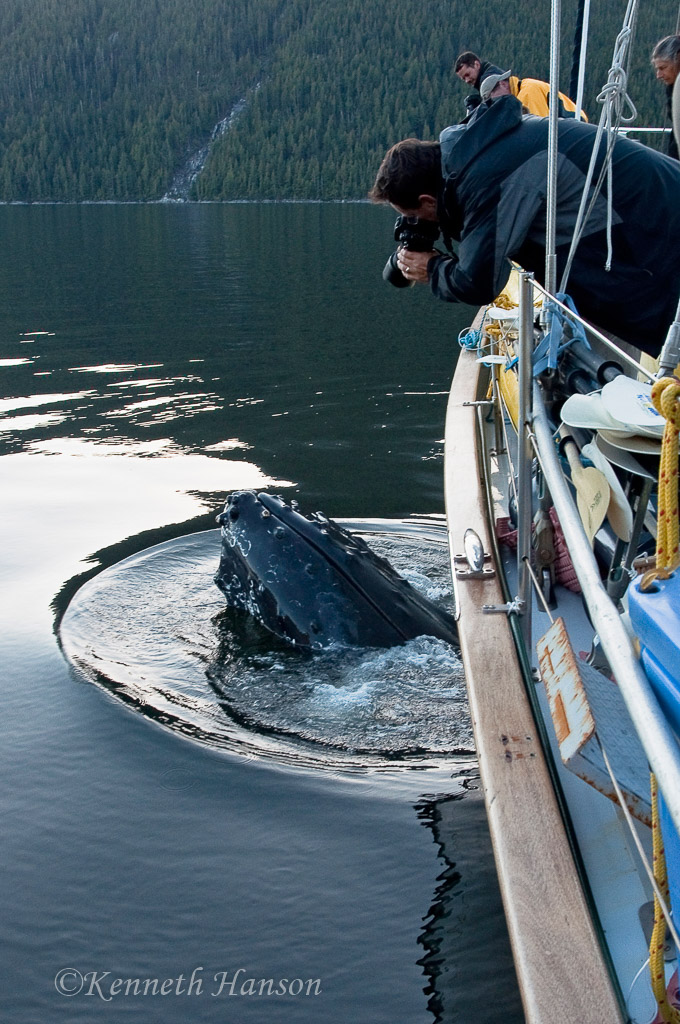 Great Bear Rainforest