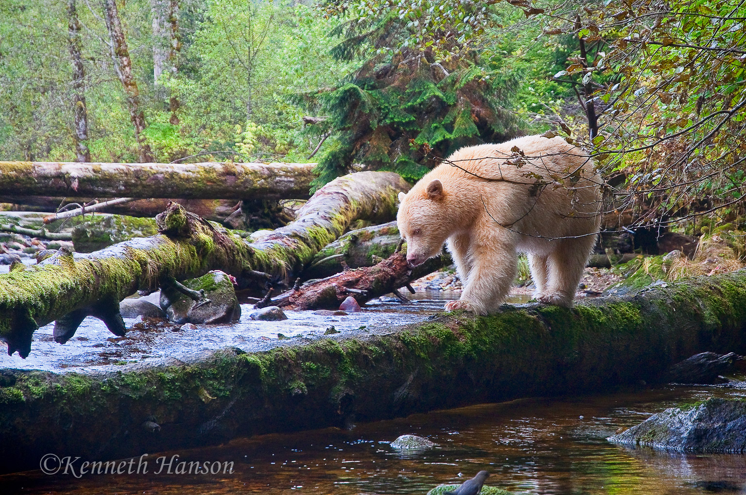 Gribbell Island, BC