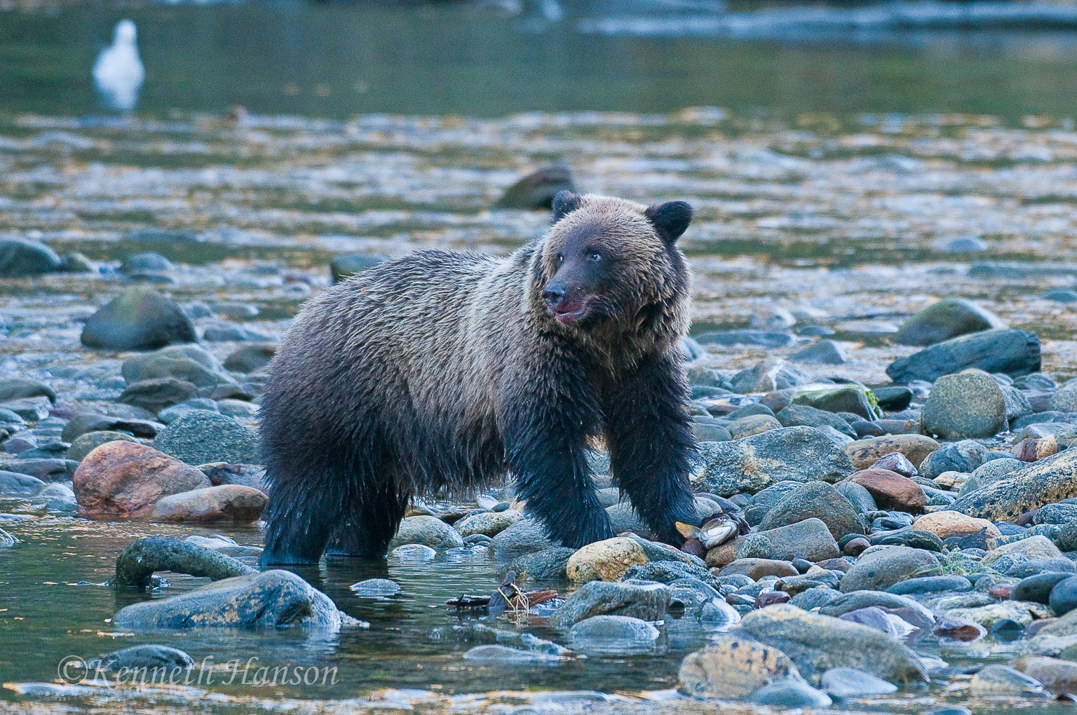 Great Bear Rainforest