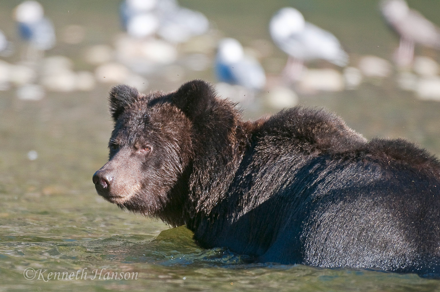 Great Bear Rainforest