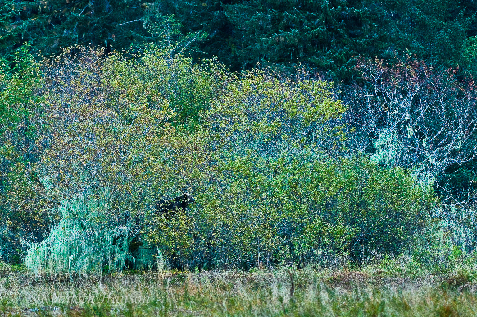 Grizzly in the crab apple