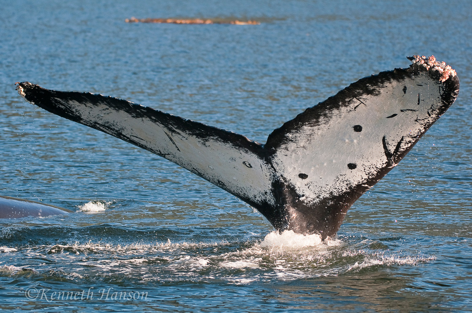 Great Bear Rainforest