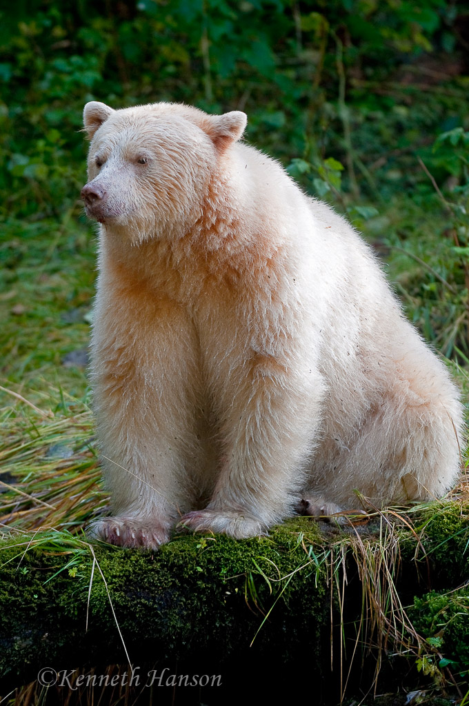 Great Bear Rainforest