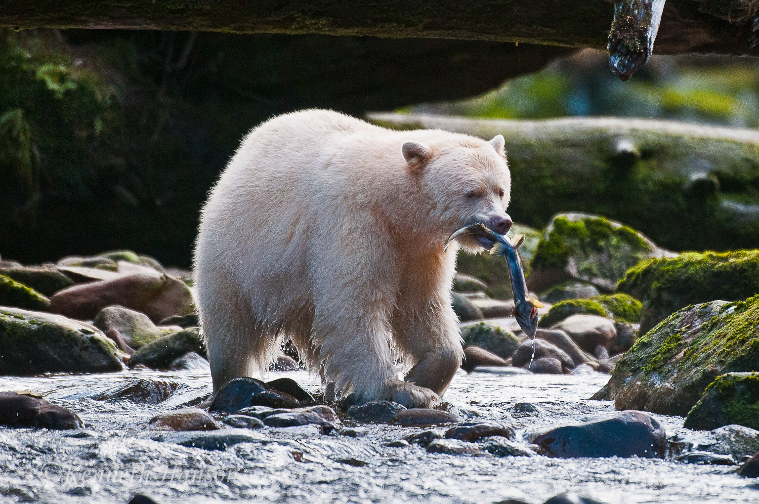 Gribbell Island, BC