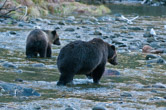 Great Bear Rainforest