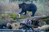 Great Bear Rainforest