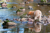 Great Bear Rainforest