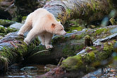 Gribbell Island, BC