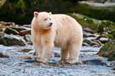 Great Bear Rainforest