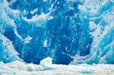 Artic terns flying in front of deep blue face of South Sawyer Glacier; Tracy Arm