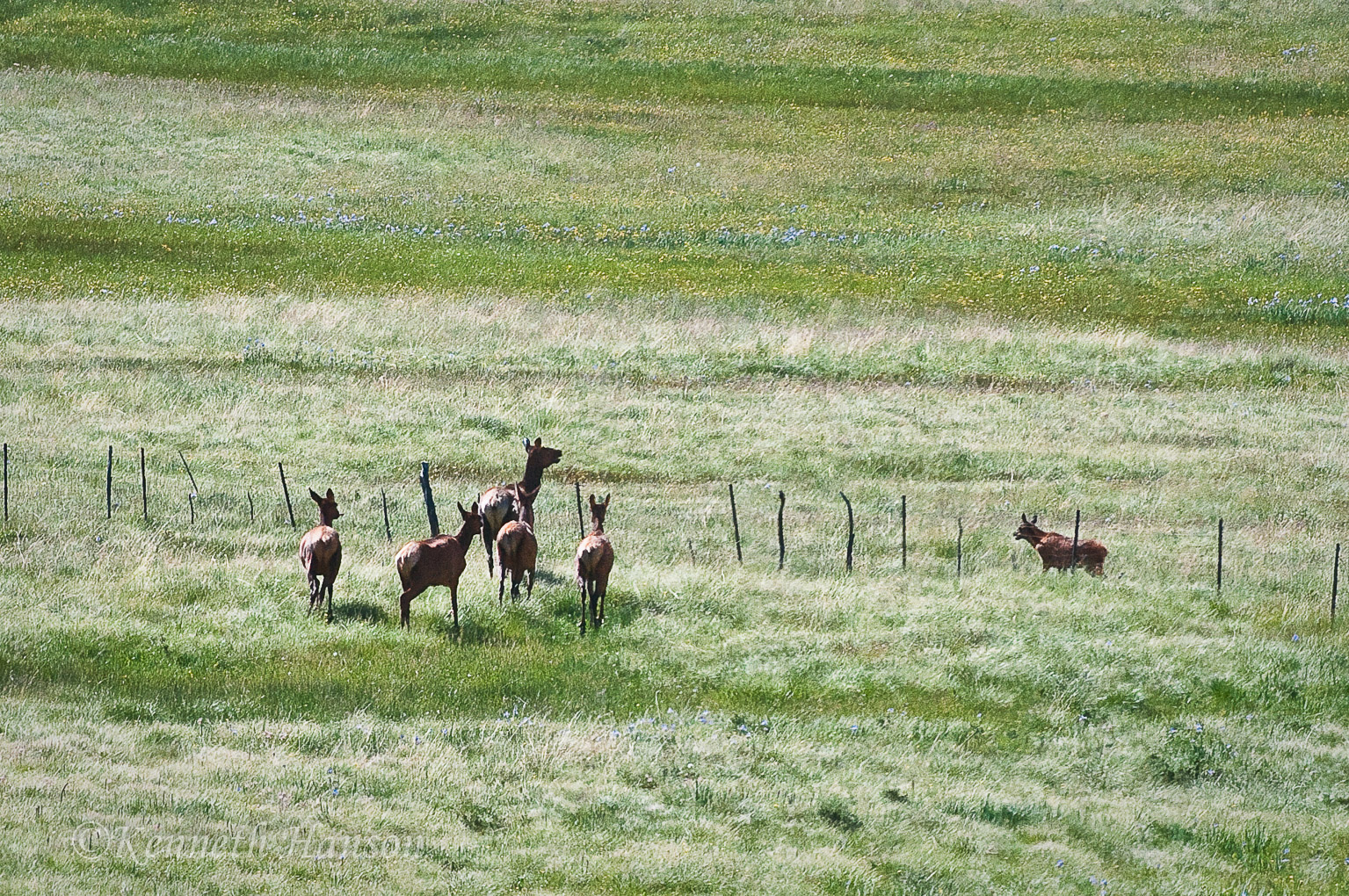 Valle Grande, Valles Caldera National Preserve, NM