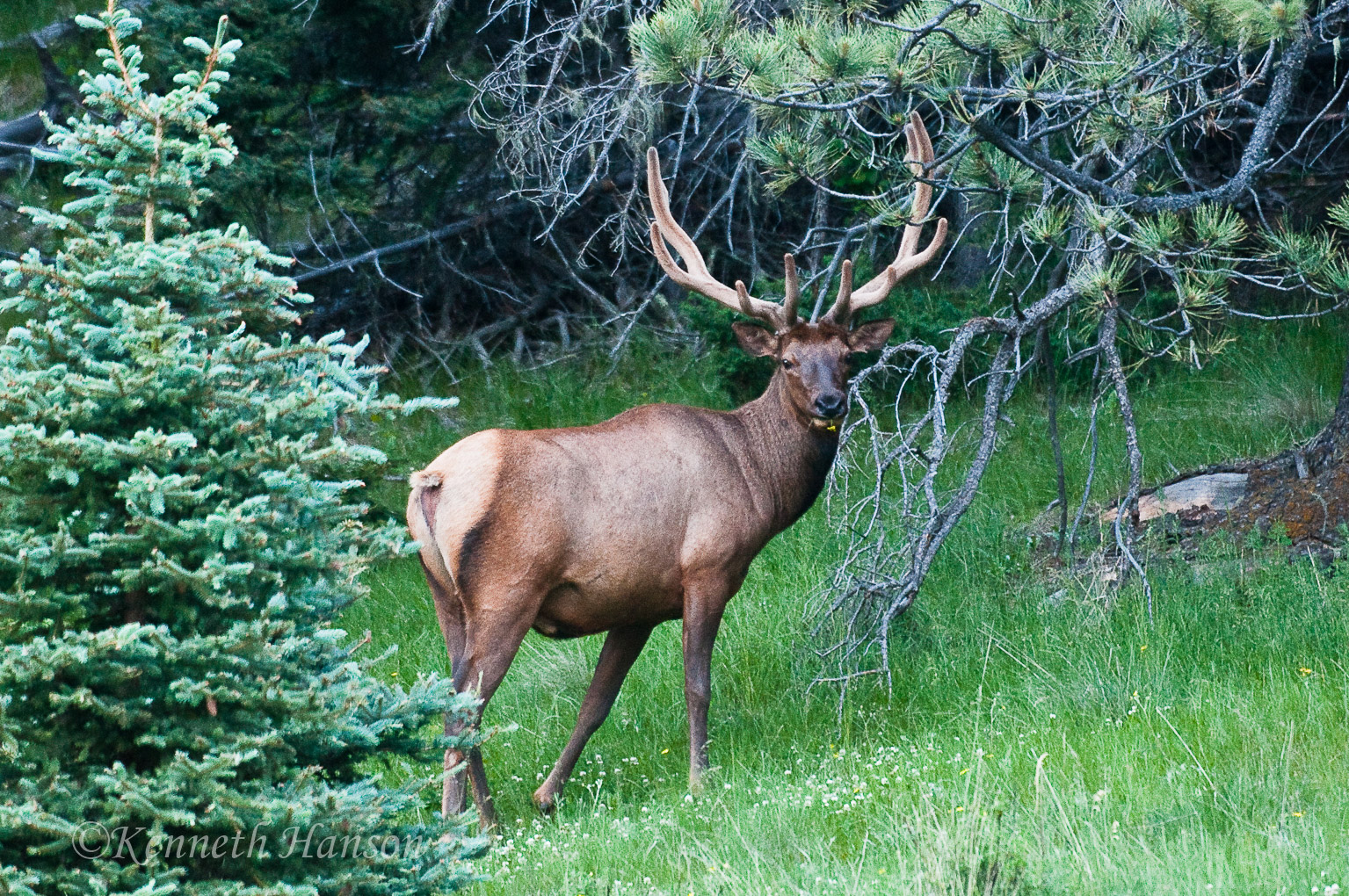 Valles Caldera National Preserve, NM