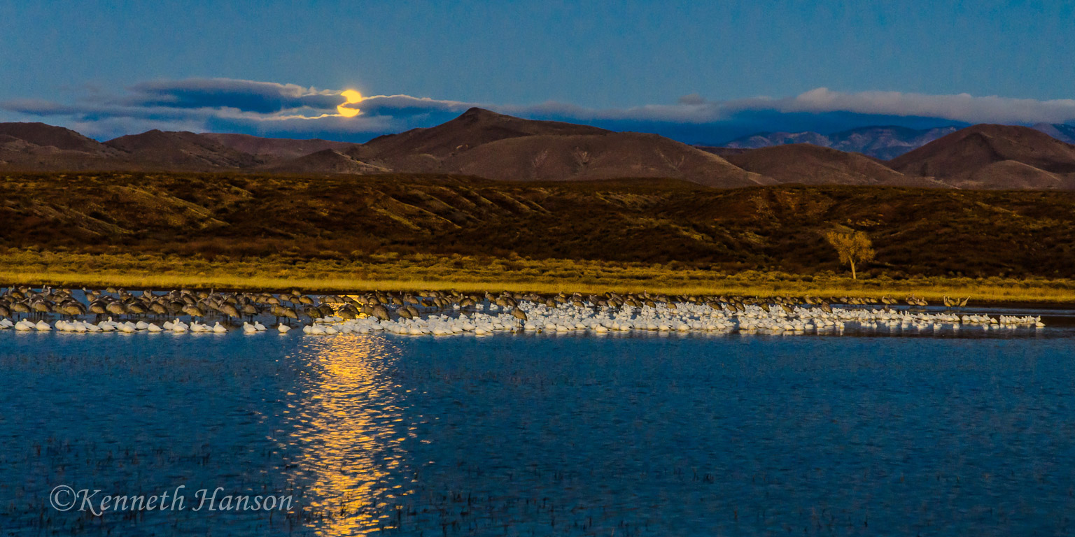 Bosque del Apache NWR, NM