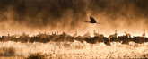 Bosque del Apache NWR, NM