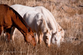 Sevilleta NWR, NM