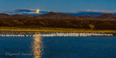 Bosque del Apache NWR, NM