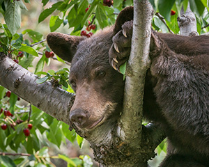 Baranca bear