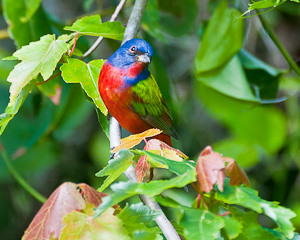 Painted bunting