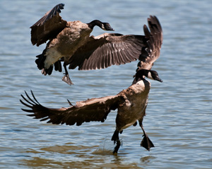 Canada geese