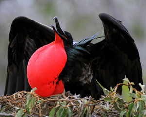 Frigate bird